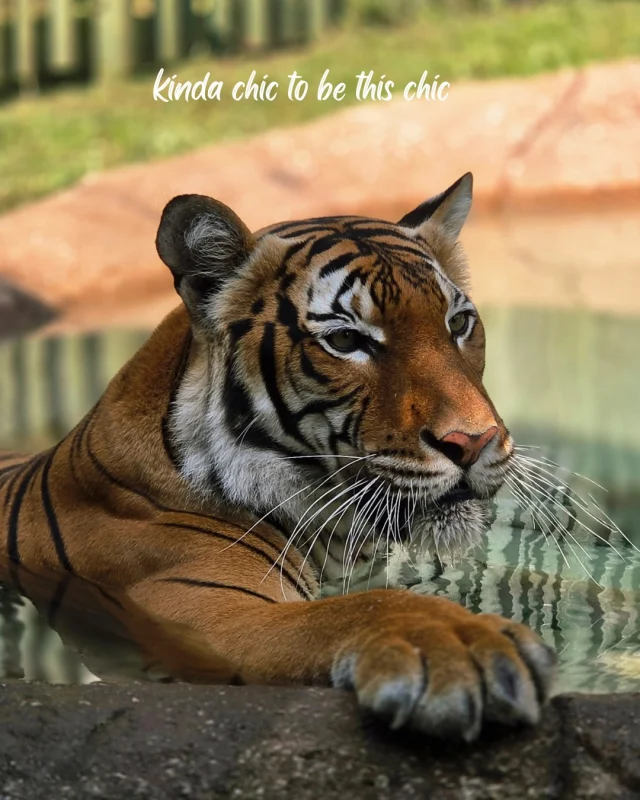 Dickerson Park Zoo